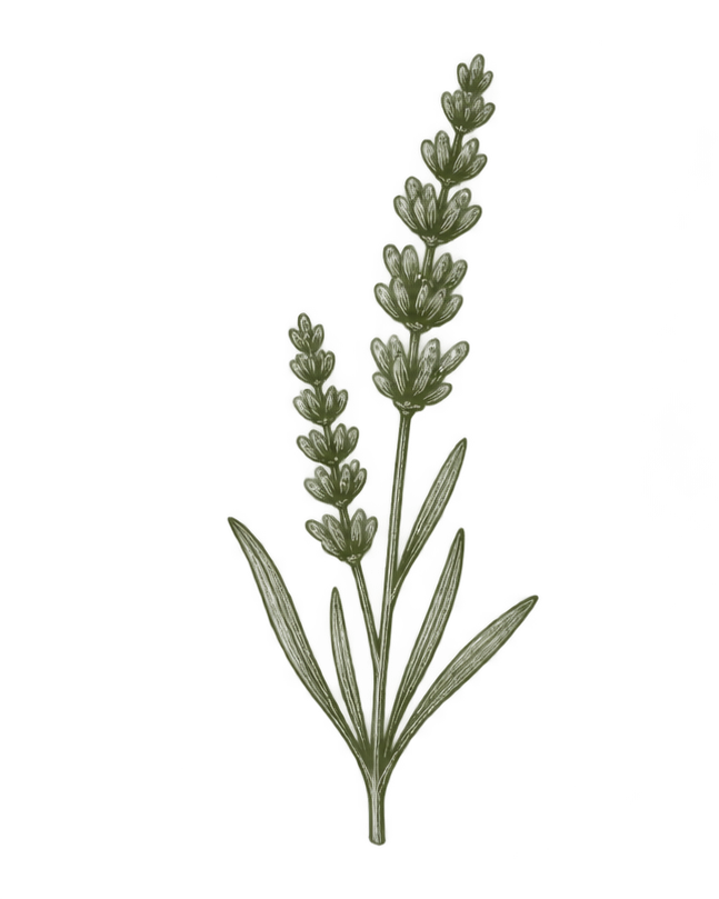 Lavender sprig