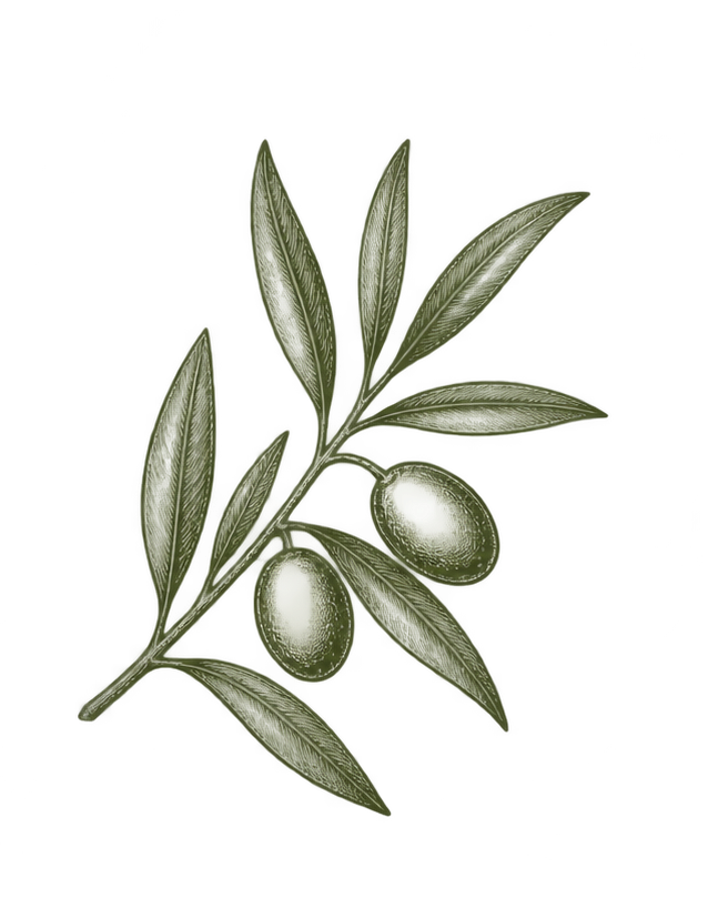 Olive branch